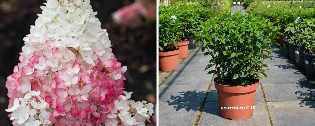 Hydrangea Paniculata `Strawberry Blossom`®_С15_2021.07.19.jpg